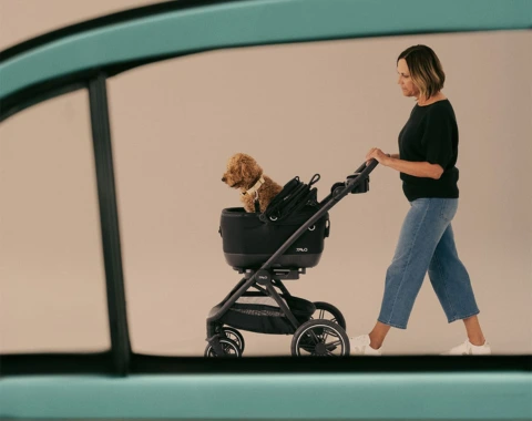 Siège auto chien en voiture
