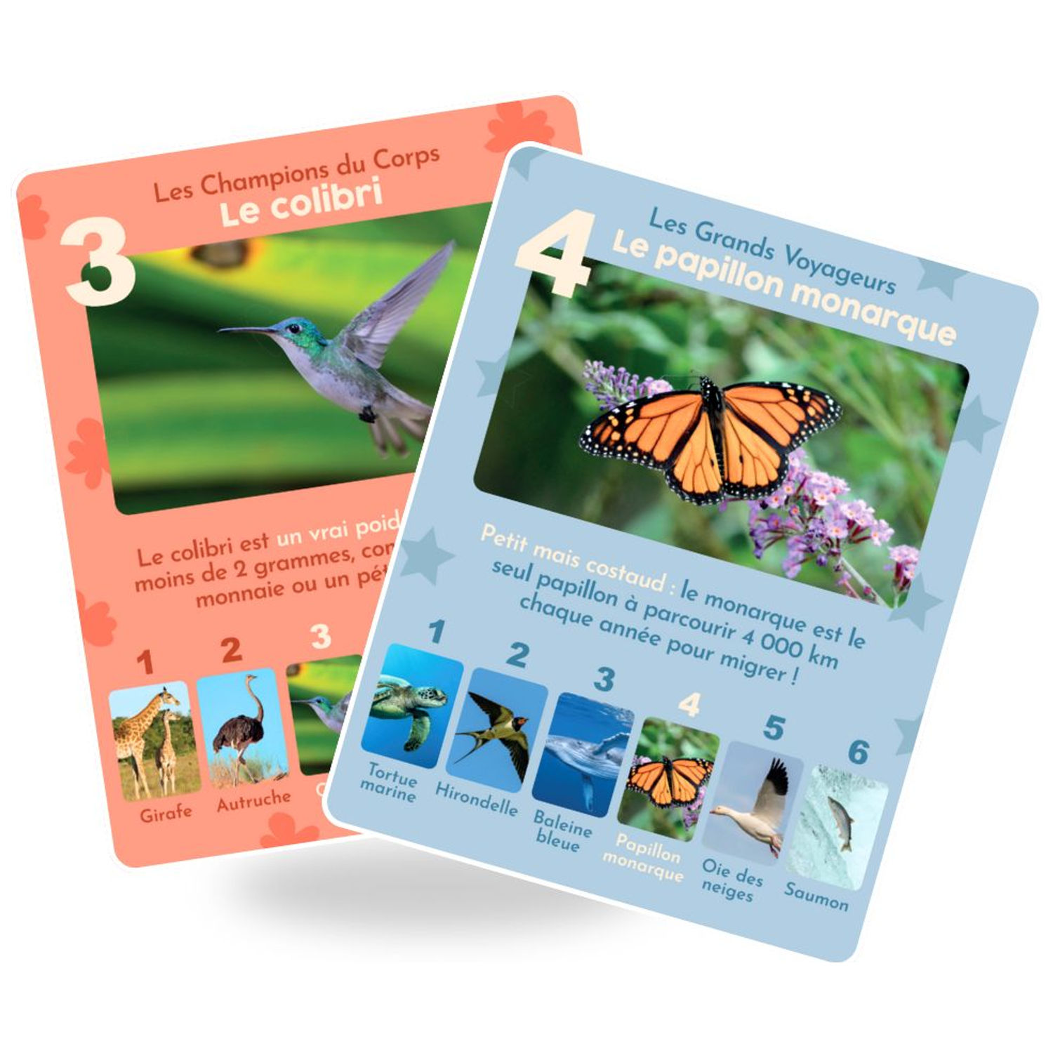 Observe Édition - Jeu de 7 familles Animaux Rigolos